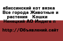 абиссинский кот вязка - Все города Животные и растения » Кошки   . Ненецкий АО,Индига п.